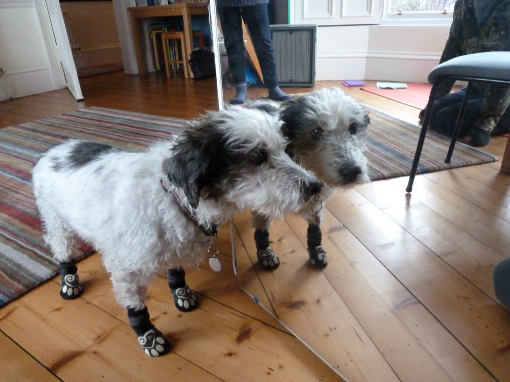 Our beautiful dog, Mabel shortly before she died